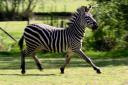 animaux_19.jpg