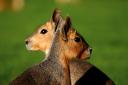 animaux_24-2.jpg