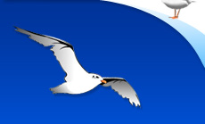 Camping les mouettes